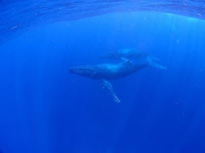 Y'S DIVE OKINAWA